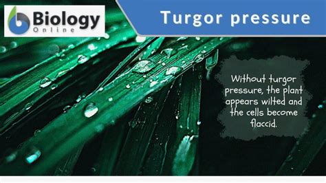 what is turgor movement class 10|turgor pressure quiz.